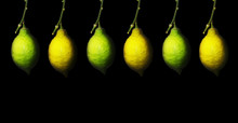 Branch With Yellow And Green Lemons On A Black Background