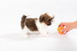 Little colored funny shih tzu puppy isolated on the white background