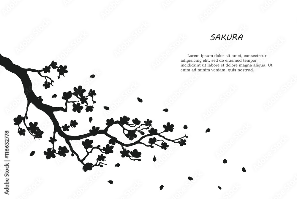 Black silhouette of sakura on a white background - obrazy, fototapety, plakaty 