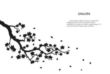 Black Silhouette Of Sakura On A White Background