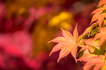Wall Mural - yellow maple leaf in autumn season
