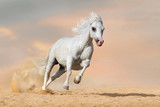Fototapeta Konie - White welsh pony stallion with long mane run gallop in desert dust