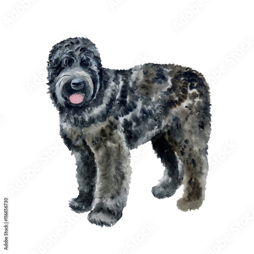 Watercolor Closeup Portrait Of Black Russian Terrier Breed Dog