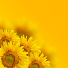 Yellow Sunflower Background