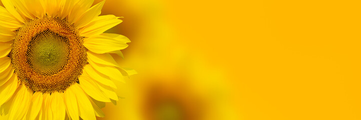 Sticker - Yellow sunflower background