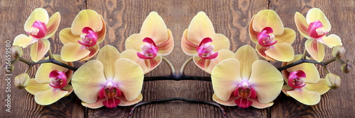 Fototapeta do kuchni Orchidea phalaenopsis