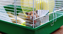 Brown Syrian Hamster Gnaws Inside A Cage