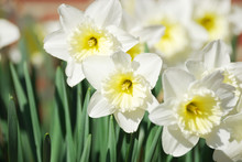 White Narcissus Flowers Blooming Outdoor In Spring
