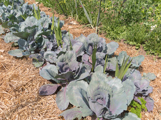 Wall Mural - Vegetable Garden with cabbages