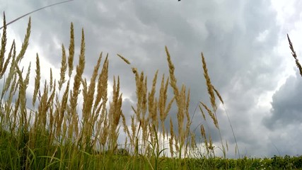 Wall Mural - Field and grass. Summer, wind, clouds before the storm.