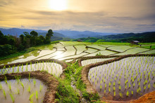 Lush Green Rice Field In Rainy Season. Chiang Mai. Thailand.