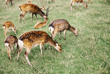 Herd Of Deer Grazing On Field