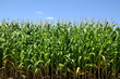Field of dent corn