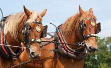 Photograph Of A Pair Of Heavy Horses In Working Harness