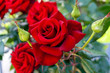 canvas print picture - Large bush of red roses on a background of nature.