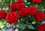 Large bush of red roses on a background of nature.