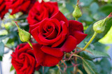 Large bush of red roses on a background of nature.
