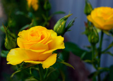 Bright Yellow Roses On The Background Of Nature