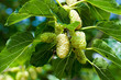 white mulberry on the branch, sweet, juicy, ripe, light bokeh