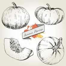 Vector Hand Drawn Set Illustration Of Pumpkin. Engraving Autumn Vegetable Isolated On Vintage Background.