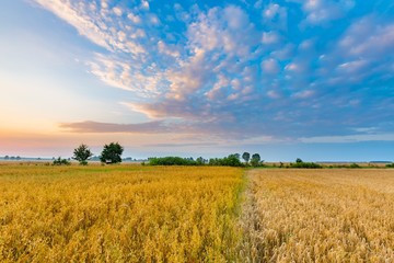 Poster - Beautiful cereal field landscape photographed at sunrise