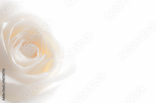 Zdjęcie: rose close up on background rose close up on background