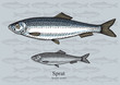Sprat. Vector illustration for web, education examples, graphic and packaging design. Suitable for patterns and artwork in small sizes.