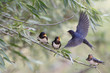 In a family of swallows each busy with his problem, but the problem is the same for all