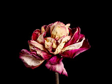 Dried Red Rose Flower On Background. Isolated. For Use In Collage Or Some Over Work. Flower Dried In Natural Conditions With Save It Three-dimensional Structure.
