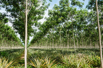 Mixed rubber trees and pineapple farm.