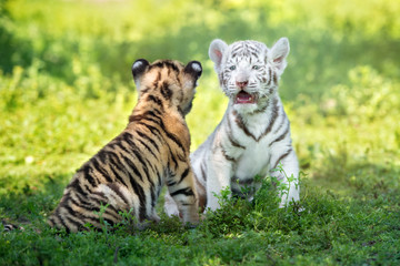 Wall Mural - two adorable tiger cubs sitting together outdoors