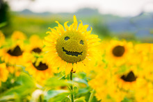 Smiling Sunflower In Summer