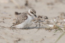 Reach Out To Mom, Kentish Plover