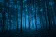 Dark blue colored spooky forest tree landscape. Blue color filter effect used.