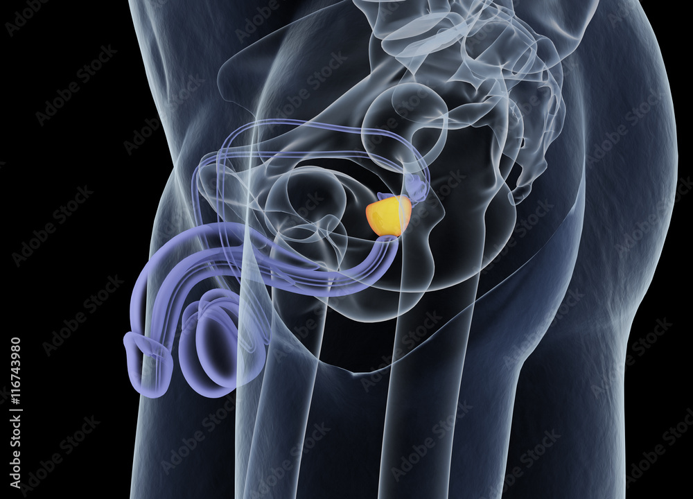 Prostate gland. Male reproductive and urinary systems. Anatomy. 3d — free download