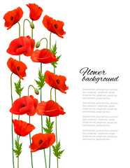 Fototapete - Flower background with poppies. Vector.