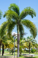 Wall Mural - Palm tree in the park