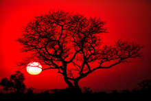 African Tree Silhouette