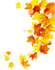 Wall Mural - autumn falling maple leaves isolated on white