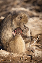 Mother And Baby Baboon In The Kruger NAtional Park - South Africa