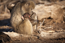 Mother And Baby Baboon In The Kruger NAtional Park - South Africa