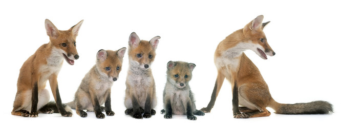 Wall Mural - fox family in studio