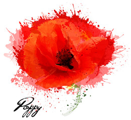 Poster - Beautiful watercolor flower poppy drawing. Vector.