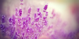 Fototapeta Lawenda - Soft focus on lavender due to the use of color filters - lavender in my flower garden
