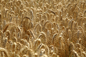 Rye field. Cultivated plant rye with beautiful gold spikelets.