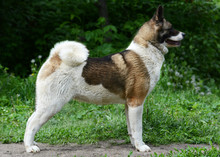 American Akita Stand On Green Background