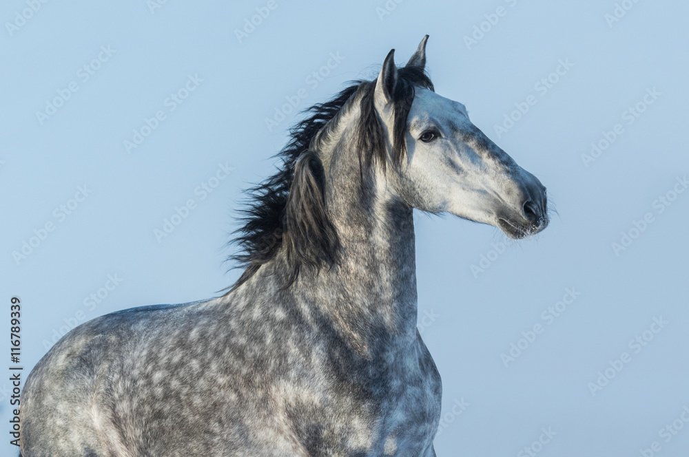 Gray Andalusian stallion. Portrait of Spanish horse. - obrazy, fototapety, plakaty 