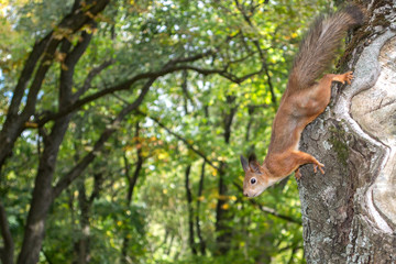 squirrel on a tree in the park