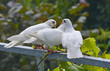 white pigeons in the garden