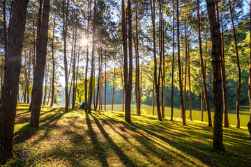 Wall Mural - plantation of pine forest and camping in chiang mai northen of t